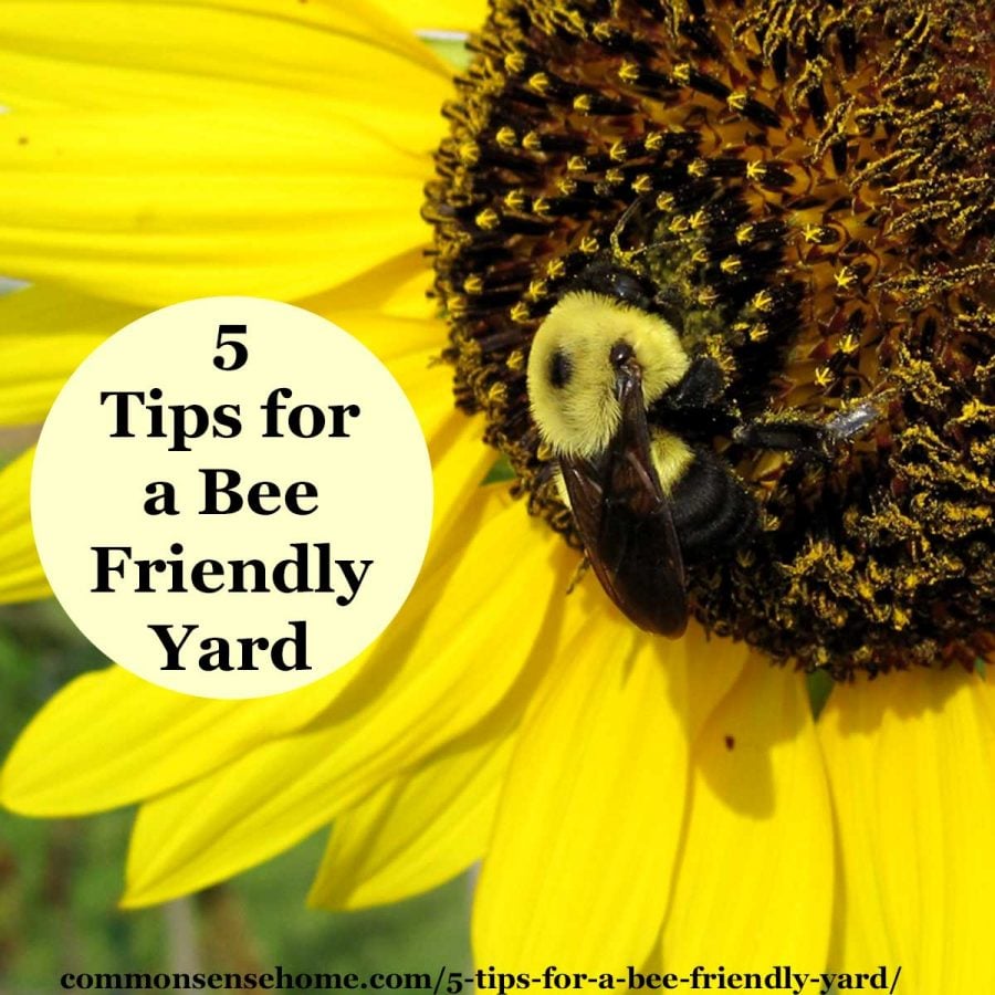 5 tips for a bee friendly yard - bumble bee on sunflower