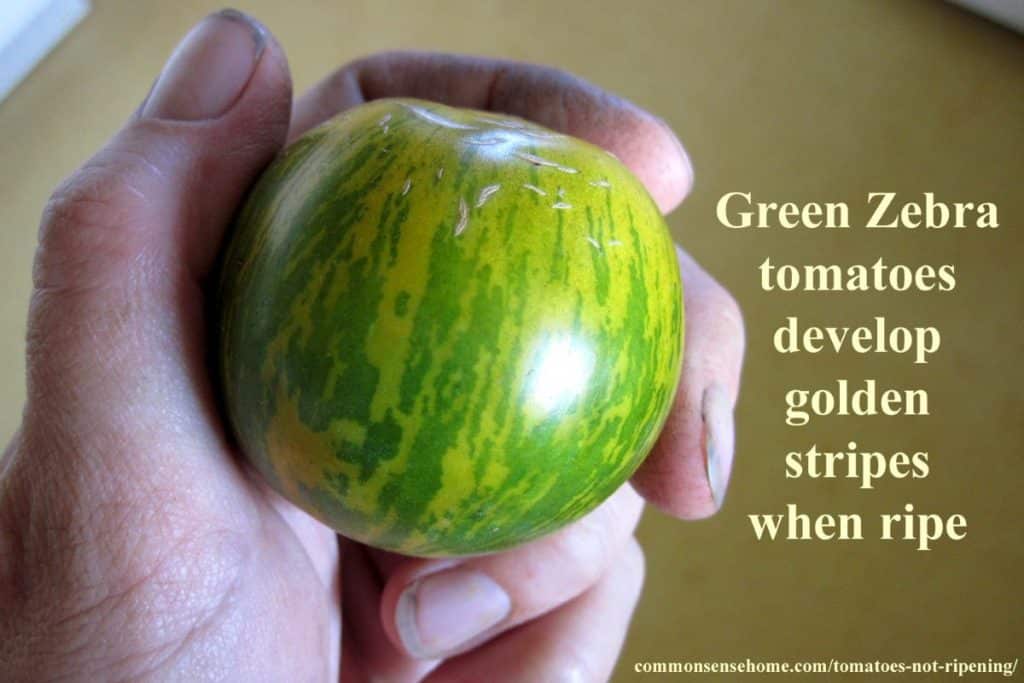 green zebra tomato