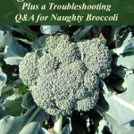5 Tips to Grow Big Broccoli Heads, plus general broccoli growing requirements, broccoli companion plants, and troubleshooting tips for broccoli problems.