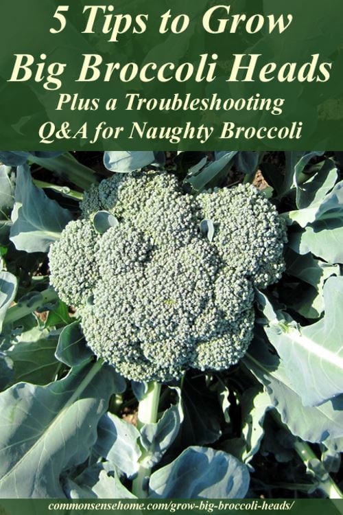 5 Tips To Grow Big Broccoli Heads