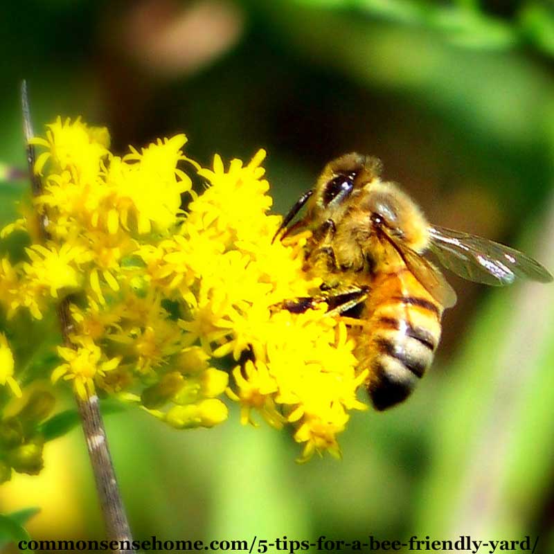 5 Tips for a Bee Friendly Yard - Do Your Part to Save the Bees