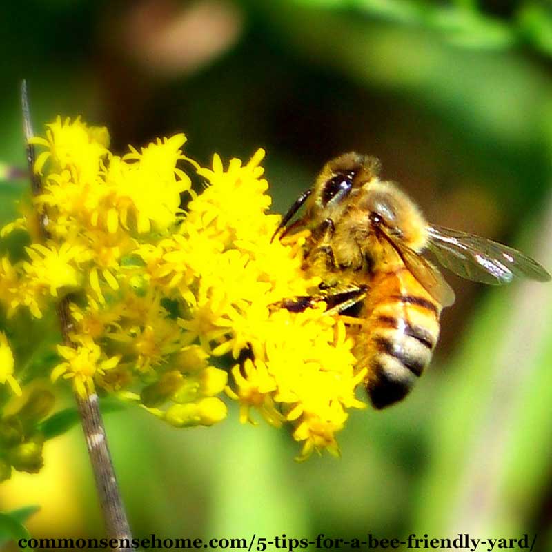 bee on yellow flower