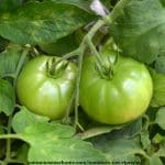 4 Reasons Your Tomatoes Are Not Ripening + How You Can Help