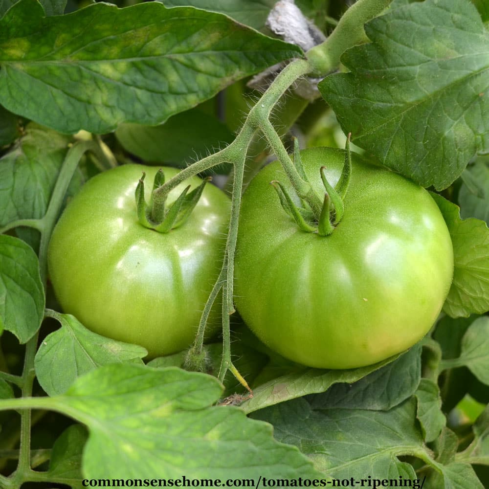 tomatoes not turning red, not ripening