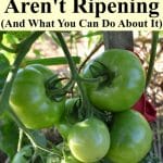 Tomatoes not ripening? Here are the four main reasons why your tomatoes aren't turning red, and what you can do (if anything) to help ripen your tomatoes.