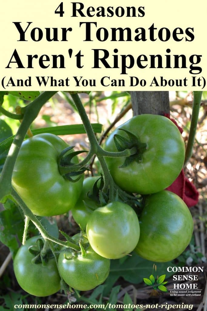 Unripe tomatoes on vine