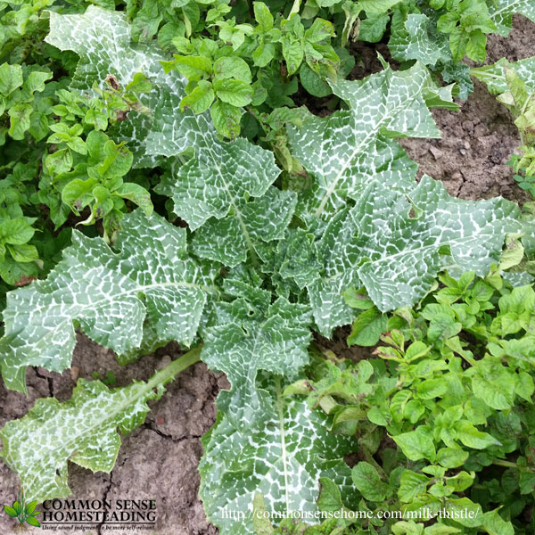 Milk Thistle Benefits - The Gentle Liver Tonic Everyone Should Know - Learn how to use milk thistle seeds to improve your health.