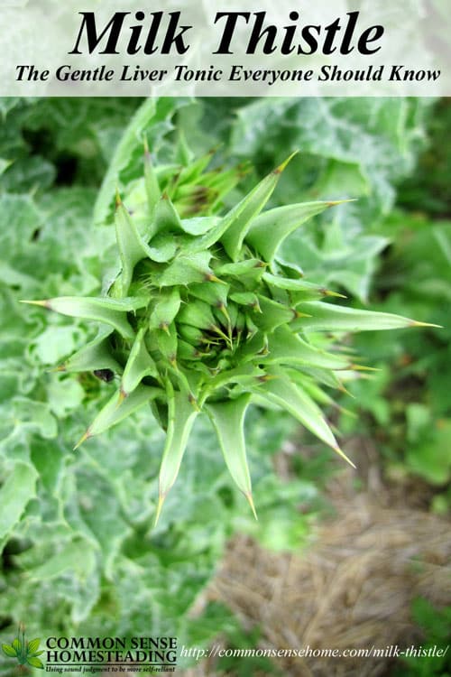 Medicinal Herbs & Plants-Forage or Grow Your Own Milk-thistle-benefits