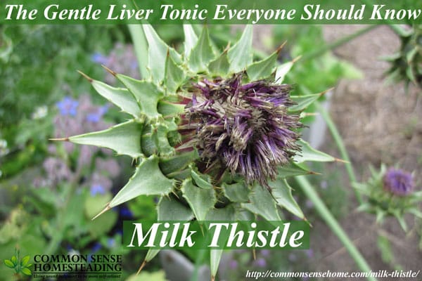 Milk Thistle Benefits - The Gentle Liver Tonic Everyone Should Know - Learn how to use milk thistle seeds to improve your health.