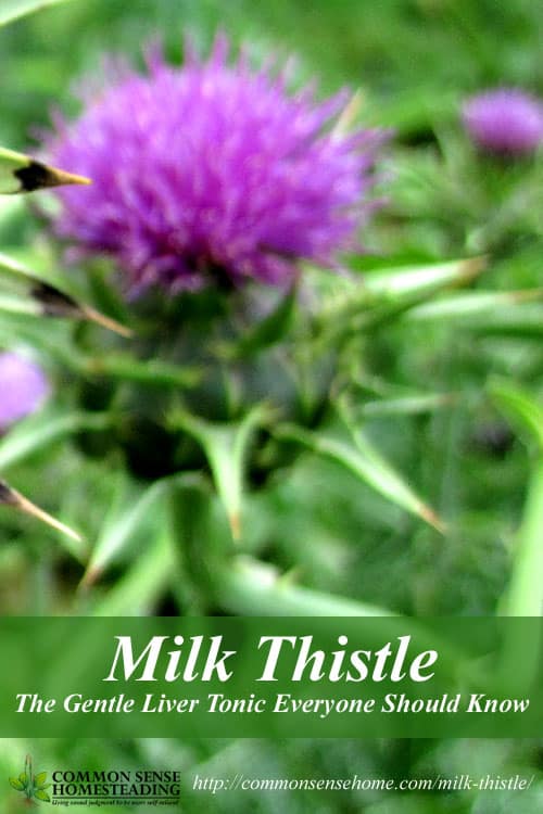 Milk Thistle Benefits - The Gentle Liver Tonic Everyone Should Know - Learn how to use milk thistle seeds to improve your health.