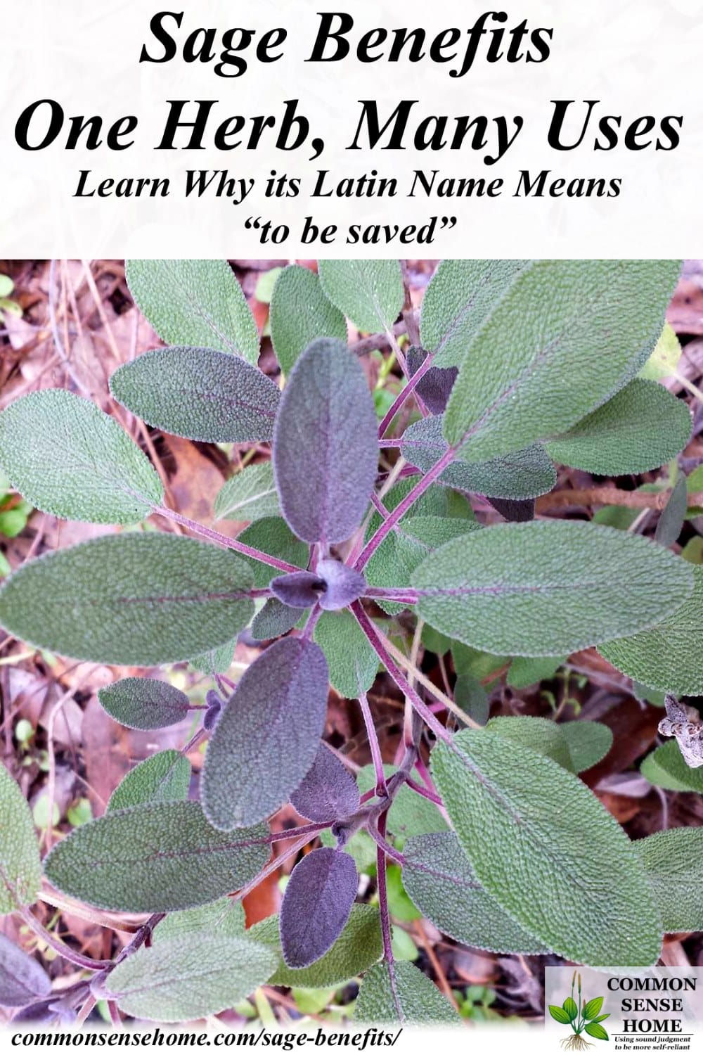 sage-benefits-one-herb-many-uses