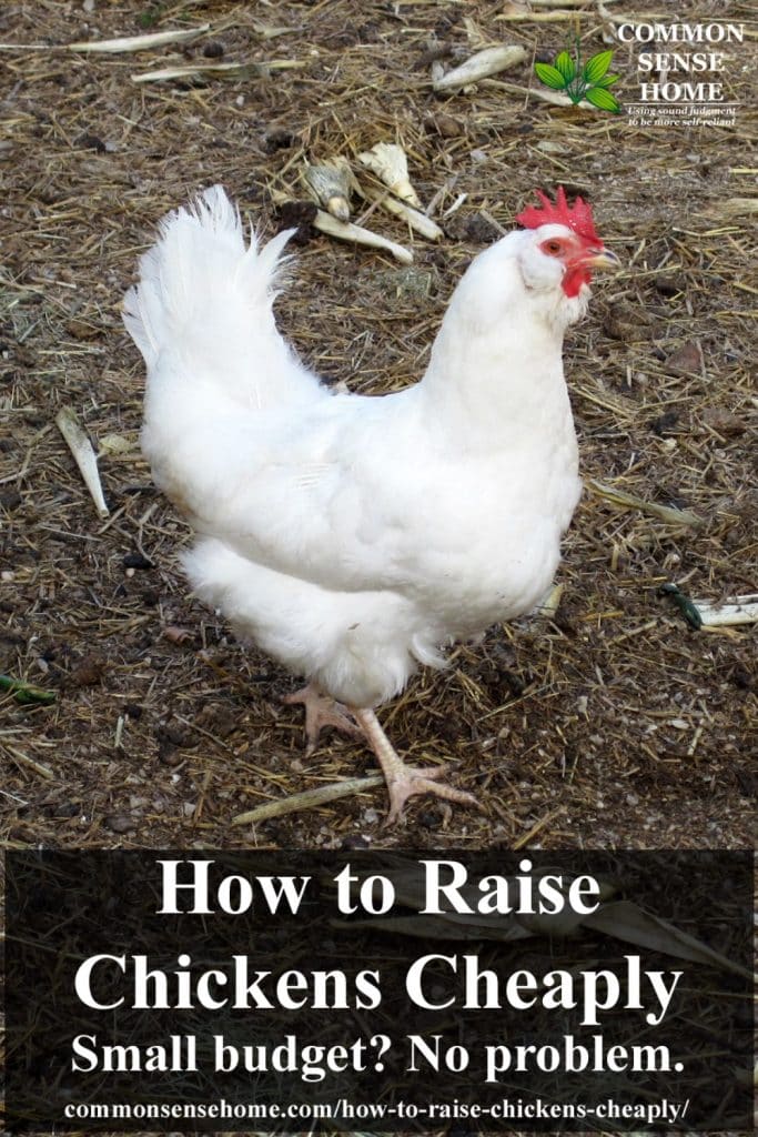 How to Raise Chickens Cheaply Small budget? No Problem.