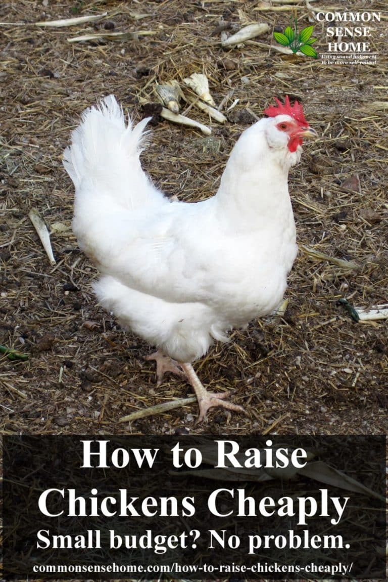 How to Raise Chickens Cheaply Small budget? No Problem.