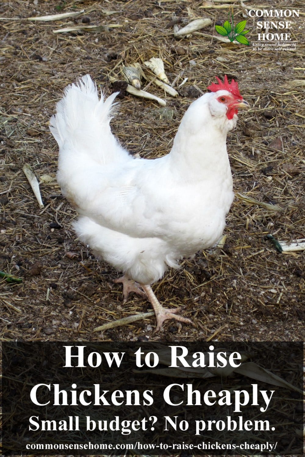 How To Raise Chickens Cheaply Small Budget No Problem