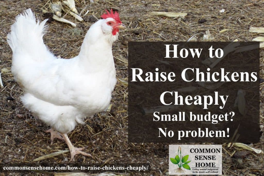 raise chickens cheaply