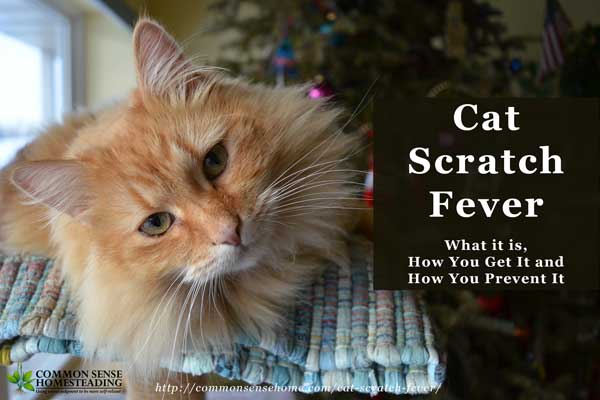 Cat Scratch Fever – What it is, How You Get It and How You Prevent It