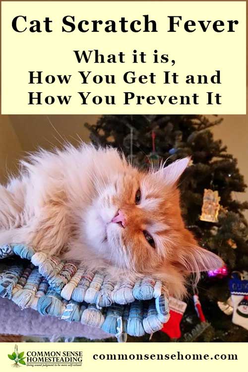 Cat Scratch Fever - What it is, How You Get It and How You Prevent It