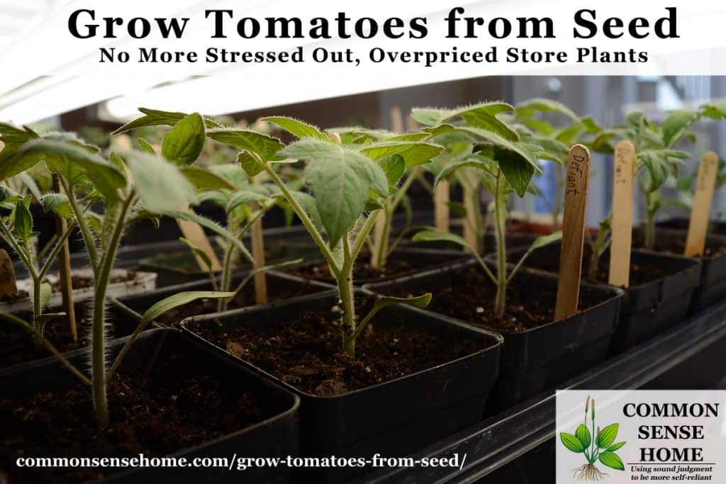 Grow Tomatoes from Seed - Save Money, Get More Varieties