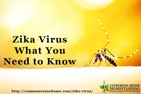Zika Virus – What You Need to Know