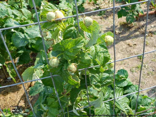 unripe raspberries on bush