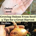 Growing onions from seed lets you grow a range of onion varieties for storage and fresh use. Check out these 5 tips for your best onion harvest ever.