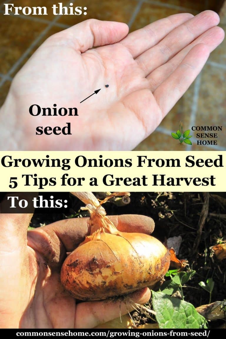 Growing Onions From Seed 5 Tips for a Great Harvest