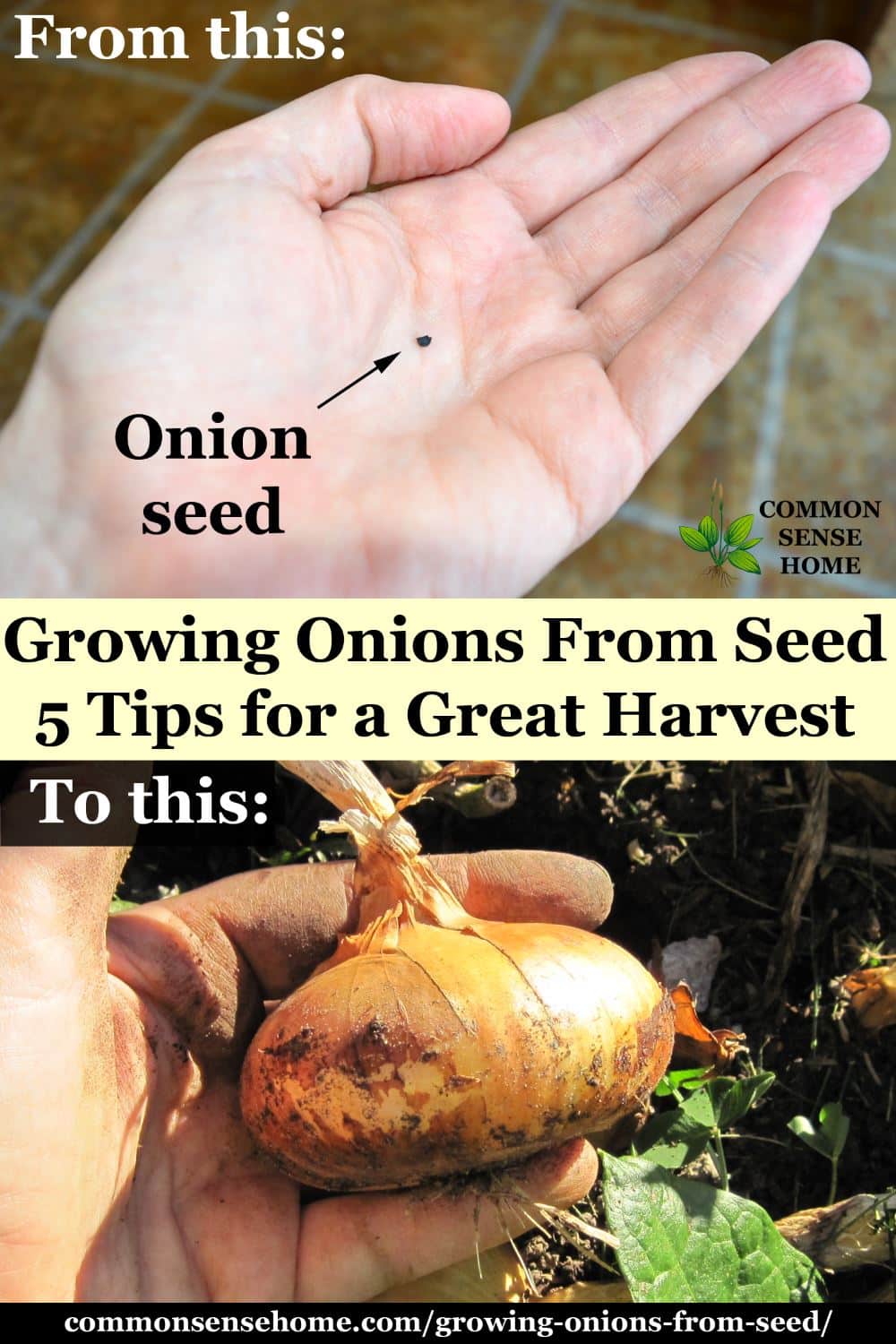 Onion seed to finished onion