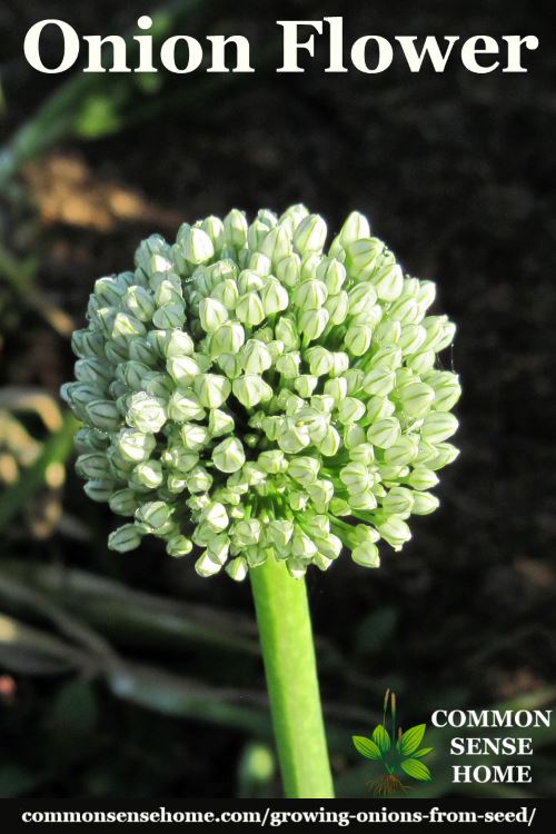 Onion flower ready to set seed