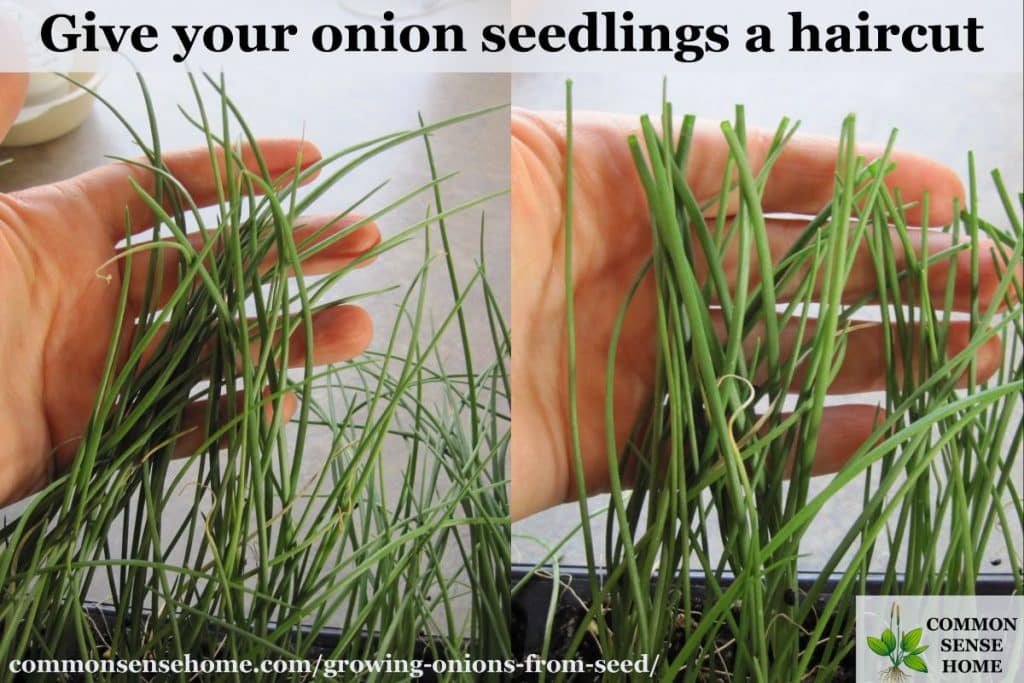 Onions before and after "haircut"