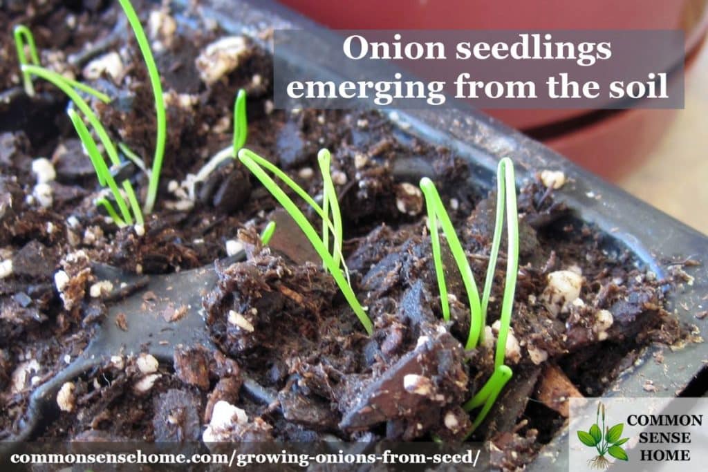 Growing onions from seed lets you grow a range of onion varieties for storage and fresh use. Check out these 5 tips for your best onion harvest ever.