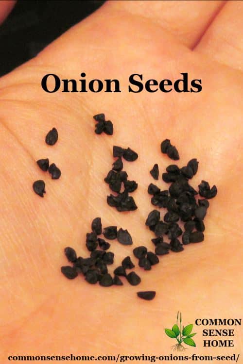 Onion seeds in hand