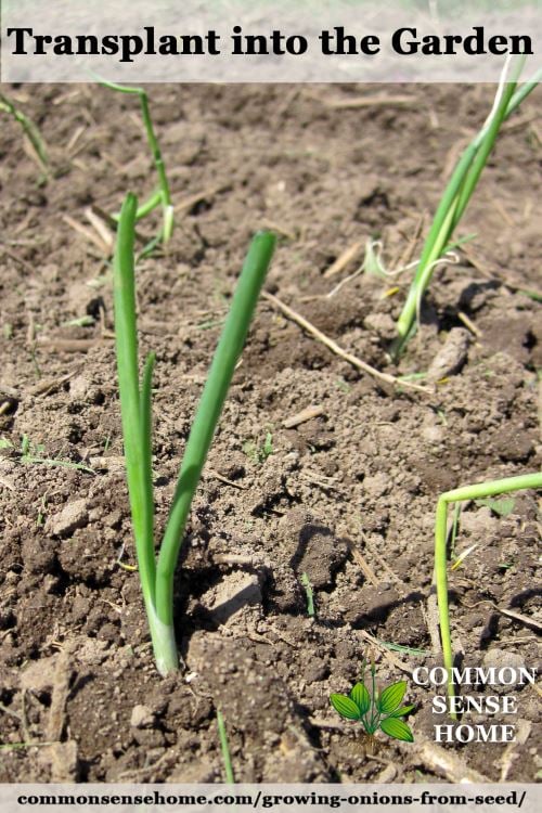 Transplanted onions