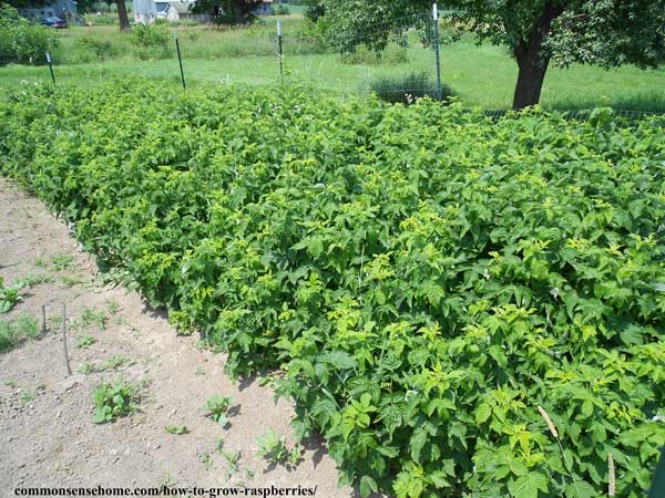 golden raspberry patch