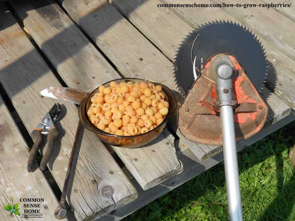 Raspberry pruning tools and bowl of golden raspberries