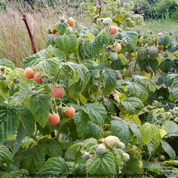 Fall gold raspberries