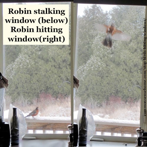 Robin hitting window