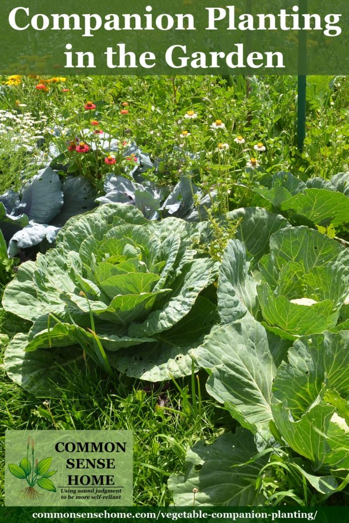Vegetable Companion Planting in the Garden