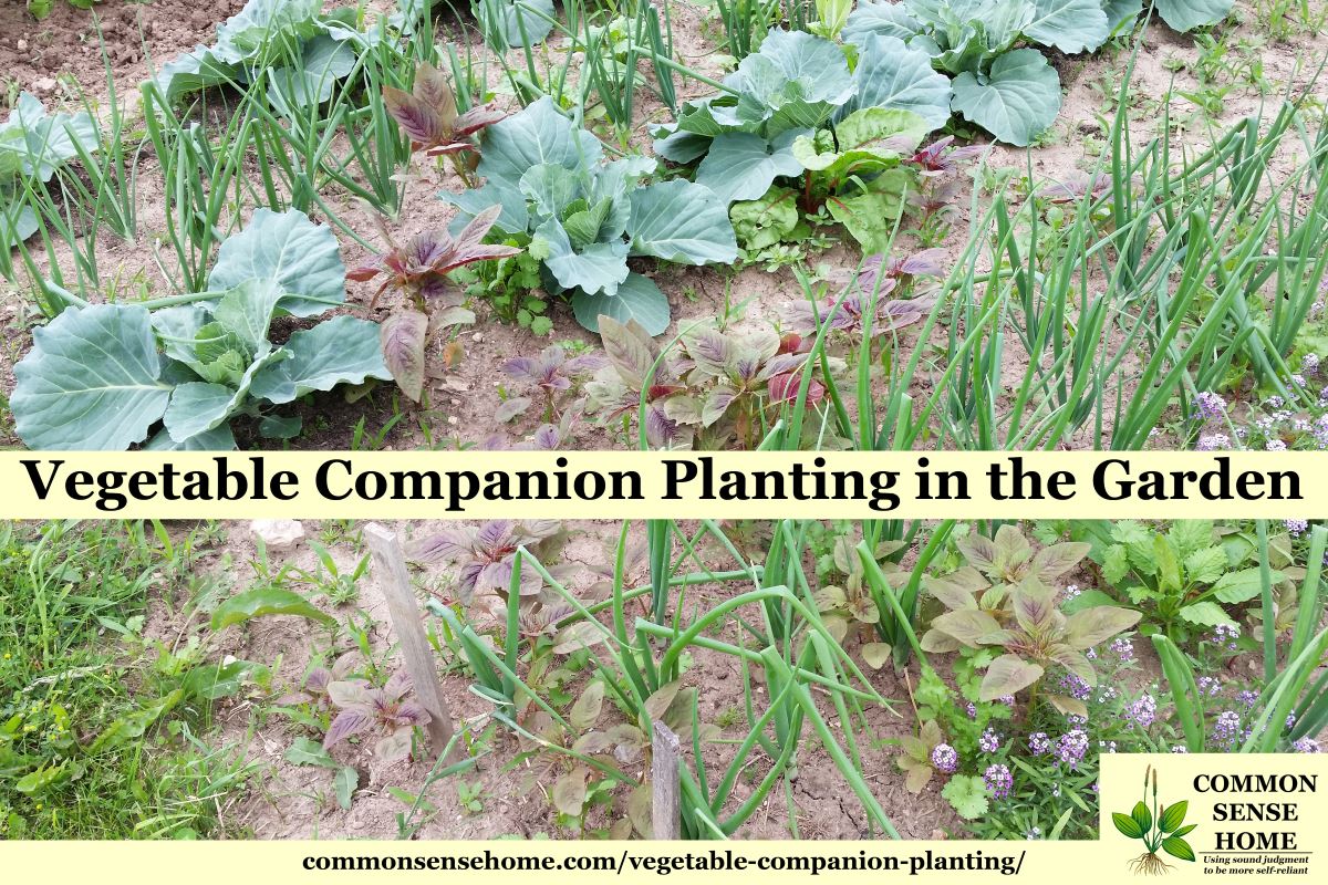 Vegetable Companion Planting In The Garden