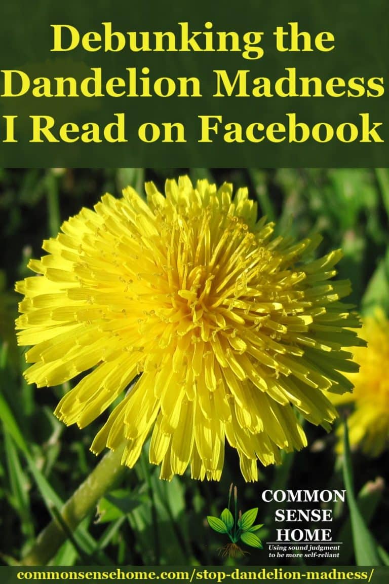 Stop the Dandelion Madness! Making Peace with Dandelions and Bees