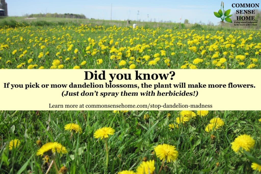 Does Mowing Dandelions Spread Them? 