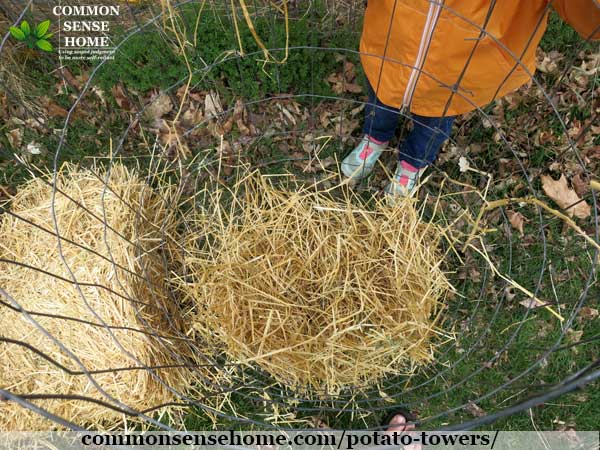 lining potato tower with straw for growing potatoes