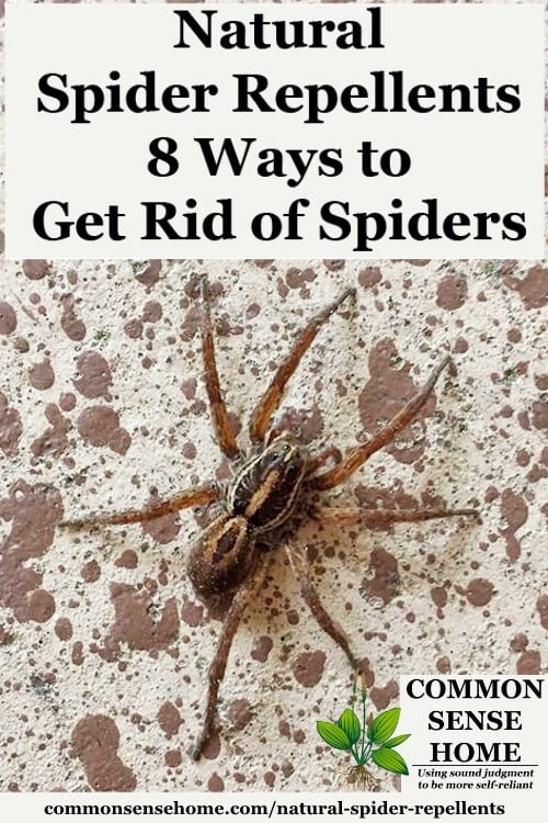 natural spider repellents tall18