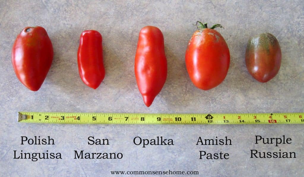 Comparison of types of paste tomatoes