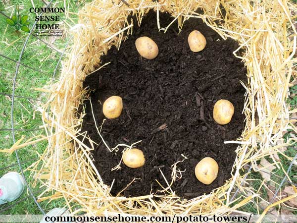 potato tower with straw, dirt and seed potatoes