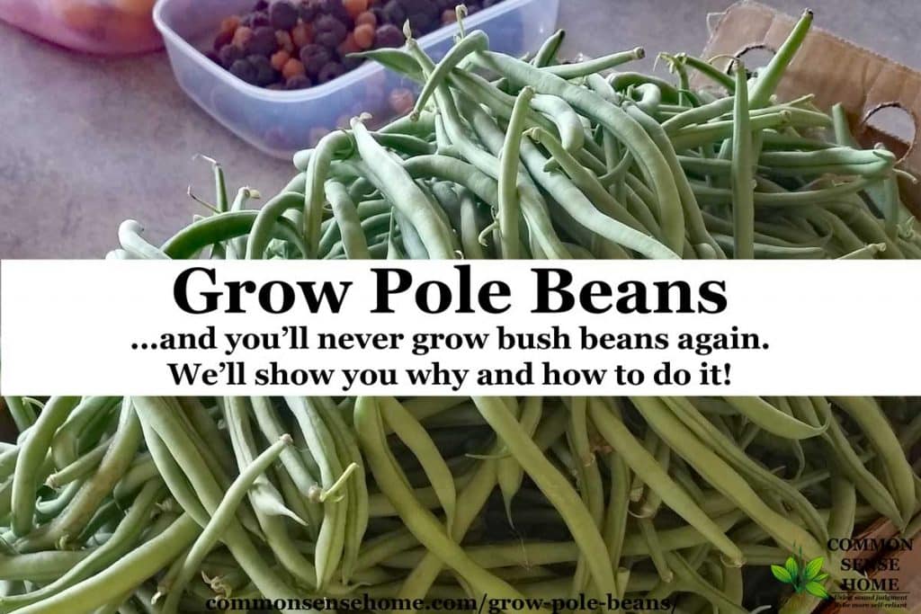 Harvested pole beans