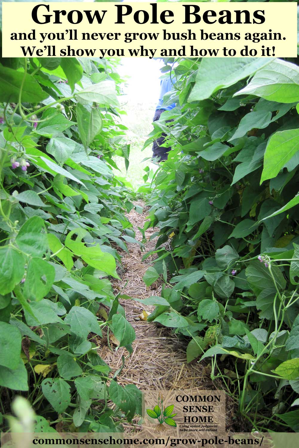 Pole Bean Trellis Makes Your Garden Neat and Productive