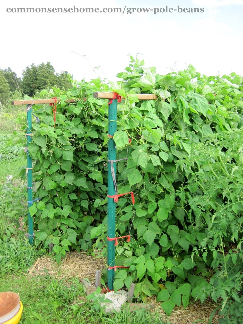 Mature pole beans on trellis