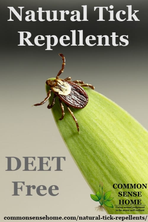 wood tick on a blade of grass