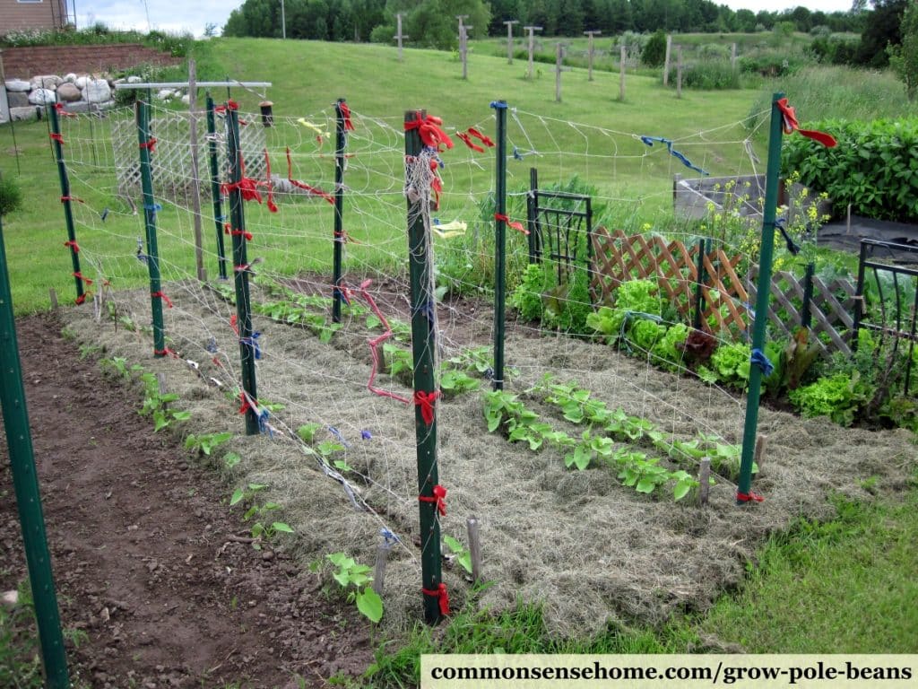 how to trellis green beans