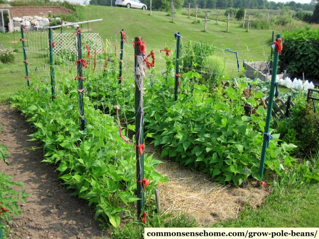 Pole beans growing on a bean trellis